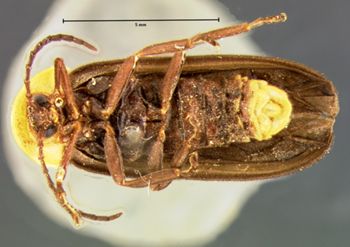 Media type: image;   Entomology 2772 Aspect: habitus ventral view